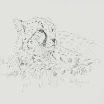 Paul Bosman; Cheetah
