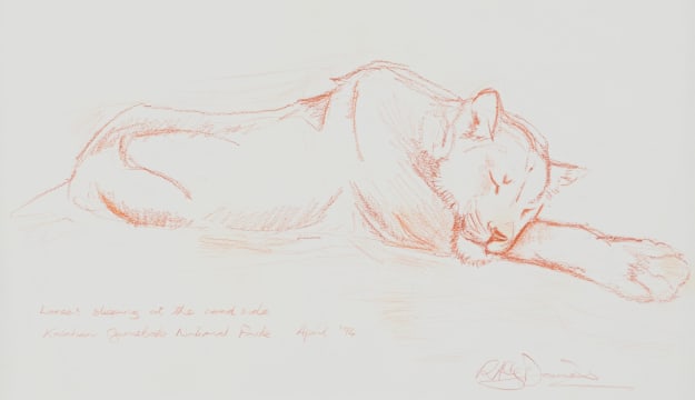 Rob Davies; Lioness Sleeping at the Roadside, Kalahari Gemsbok National Park