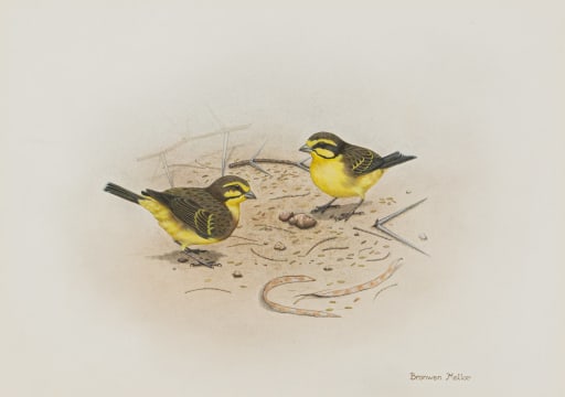 Bronwen Mellor; Yellow-Fronted Canaries