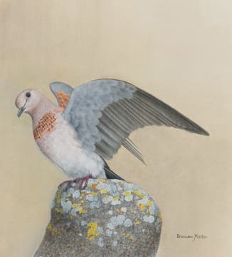 Bronwen Mellor; Laughing Dove