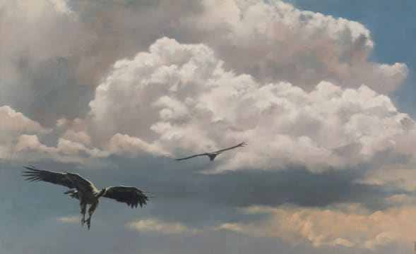 Christopher Haskins; White-Backed Vulture