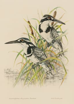 Dick (Richard) Findlay; Pied Kingfishers (Male and Female) Eastern Transvaal
