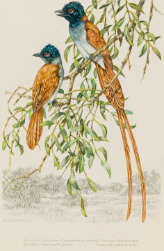 Dick (Richard) Findlay; African Paradise Flycatchers