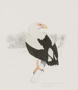Duncan Butchart; Palmnut Vulture (Gypohierax angolensis), Kosi Bay, Zululand