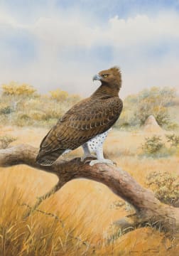 Graeme Arnott; Martial Eagle