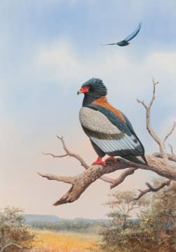 Graeme Arnott; Bateleur