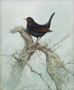 Guy Troughton; Blackbird