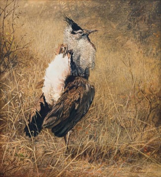 Hannes du Plessis; Kori Bustard