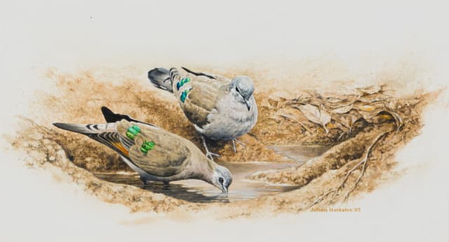 Johan Hoekstra; Emerald-Spotted Wood Doves