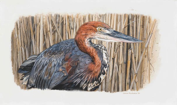 Johan Hoekstra; Goliath Heron