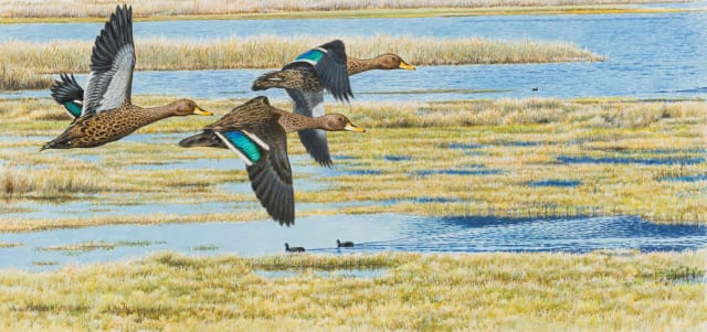 Johan Hoekstra; Yellow-Billed Ducks in Flight