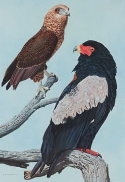 Kenneth Newman; Bateleurs (First year Immature and Adult Male)