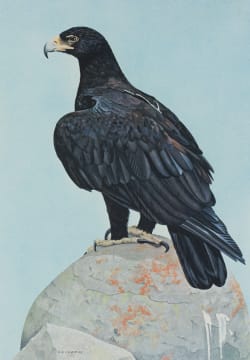 Kenneth Newman; Verreaux's Eagle