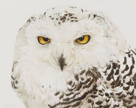 Leigh Voigt; Snowy Owl