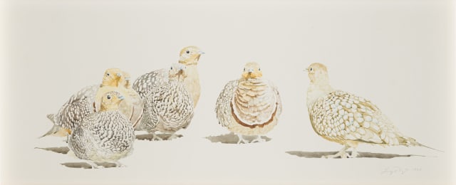 Leigh Voigt; Namaqua Sandgrouse