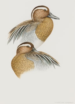 Linda van Someren; Garganey