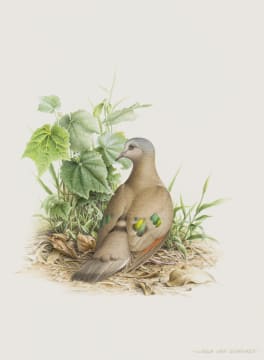 Linda van Someren; Emerald-Spotted Wood Dove
