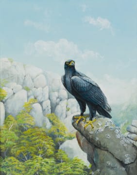 Peter R Fogarty; Verreaux's Eagle