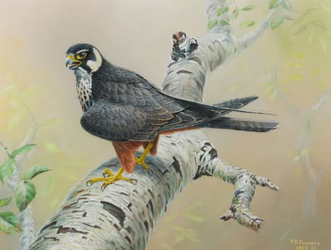 Peter R Fogarty; African Hobby