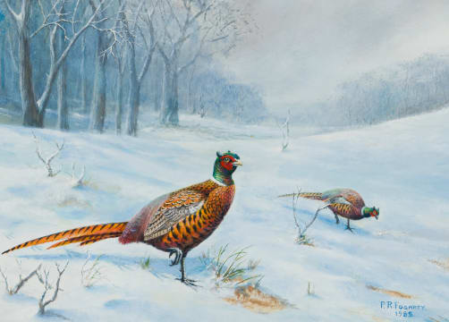 Peter R Fogarty; Pheasants in the Snow