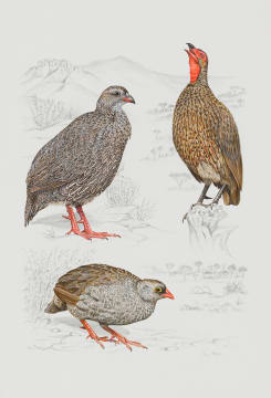 Penny Meakin; Swainson's, Cape and Red-Billed Spurfowl