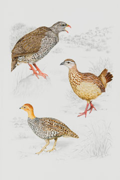 Penny Meakin; Natal Spurfowl, Crested and Coqui Francolins