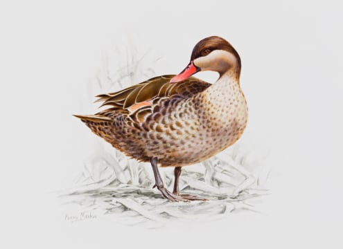 Penny Meakin; Red-Billed Teal
