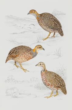 Penny Meakin; Grey-Winged, Red-Winged and Shelley's Francolins