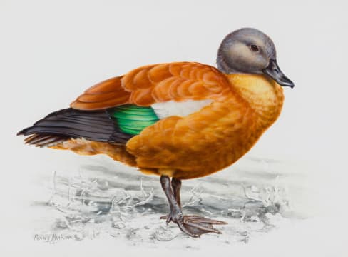 Penny Meakin; South African Shelduck