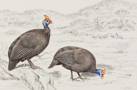 Penny Meakin; Helmeted Guinea-Fowl