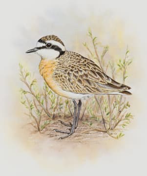 Penny Meakin; Kittlitz's Plover