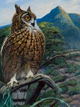 Phillip Alexander Clancey; Cape Eagle-Owl
