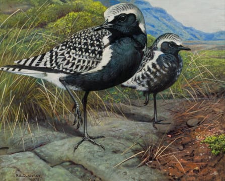 Phillip Alexander Clancey; Grey Plover