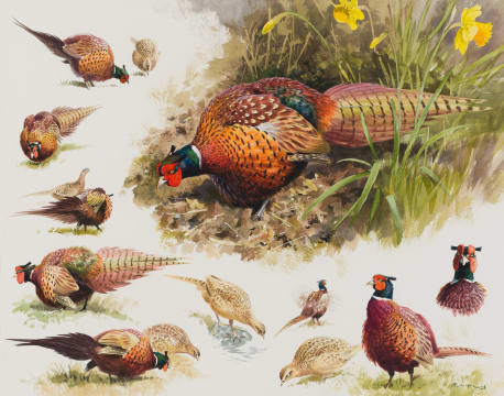 Rodger McPhail; Pheasant Study
