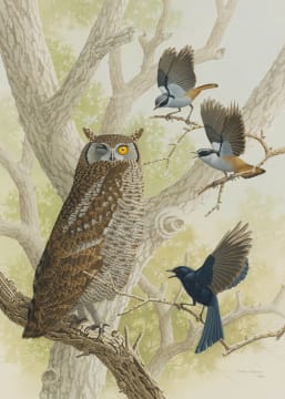 Simon Calburn; Spotted Eagle-Owl Being Mobbed by White-Throated Robin Chats and a Fork-Tailed Drongo