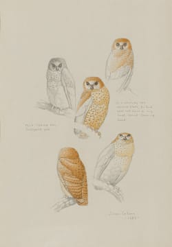 Simon Calburn; Pel's Fishing Owl (Scotopelia peli)