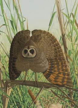 Simon Calburn; Marsh Owl
