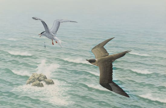 Simon Calburn; Common Terns in Flight