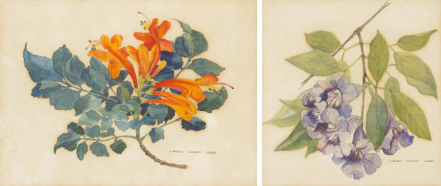 Leigh Voigt; Purple Trumpet Vine (Clytostoma callistegioides); Cape Honeysuckle (Tecomaria capensis), two