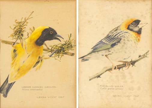 Leigh Voigt; Lesser Masked Weaver (Ploceus intermedius); Red-Billed Quelea (Quelea quelea lathamii), two