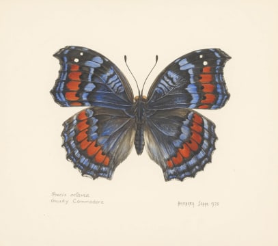 Barbara Jeppe; Precis octavia Gaudy Commodore