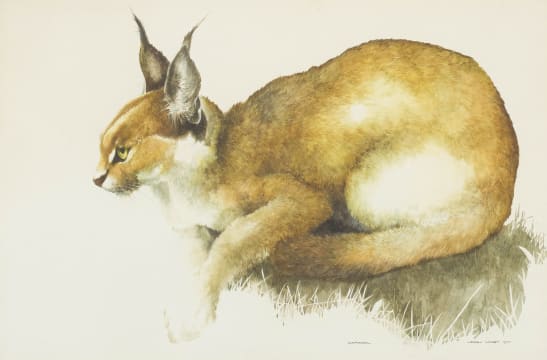 Leigh Voigt; Caracal