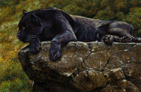 Alan M. Hunt; Black Panther