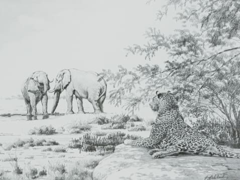 Guy Coheleach; Awaiting His Turn