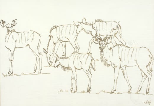 Zakkie Eloff; Kudu