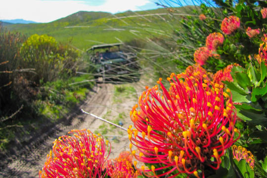 Weekend stay for 8 to 10 people at Grootbos, a luxury eco-reserve close to the southern tip of Africa tucked between mountains, forest and sea