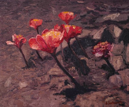 Ben Coutouvidis; Haemanthus species