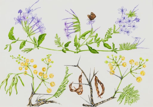 Jill Reid; Plumbago auriculata and Acacia karroo
