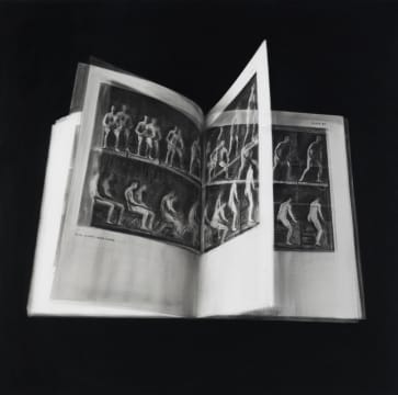 Henk Serfontein; In Motion I – After Eadweard Muybridge