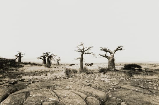 Glen Green; Landscape with Baobabs
